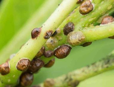 When pests attack some plants produce chemicals that attract the enemy of their enemy scientists have discovered these odors called volatiles attract bodyguards just in time to shoot down the plants attackers