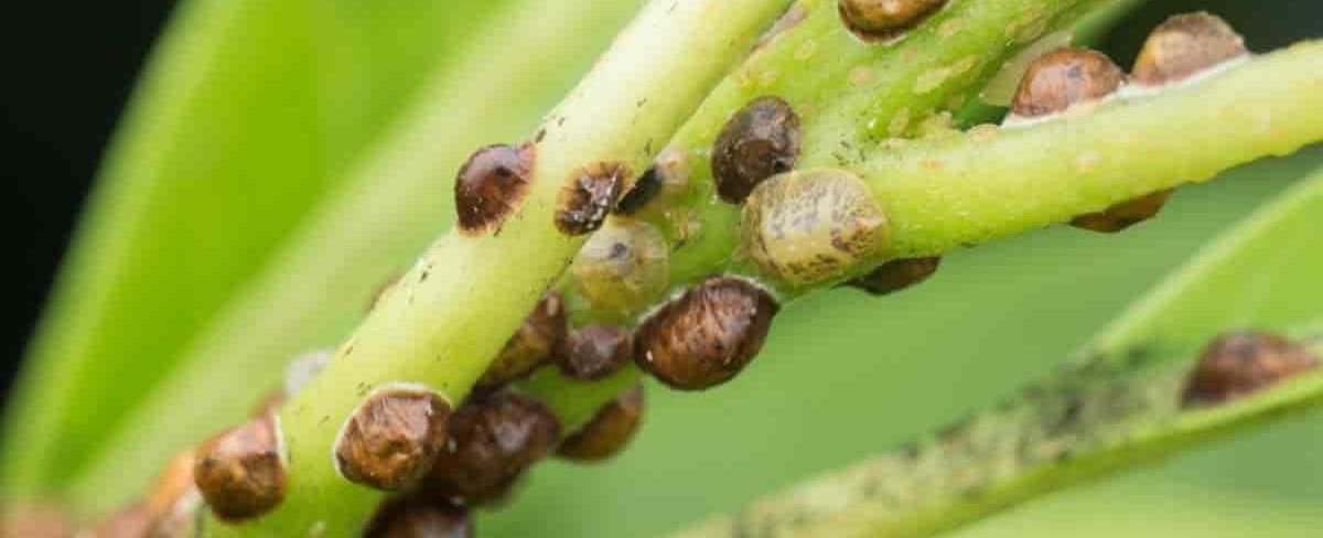 When pests attack some plants produce chemicals that attract the enemy of their enemy scientists have discovered these odors called volatiles attract bodyguards just in time to shoot down the plants attackers