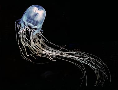 Australia is home to the australian box jellyfish the most venomous marine animal in the world