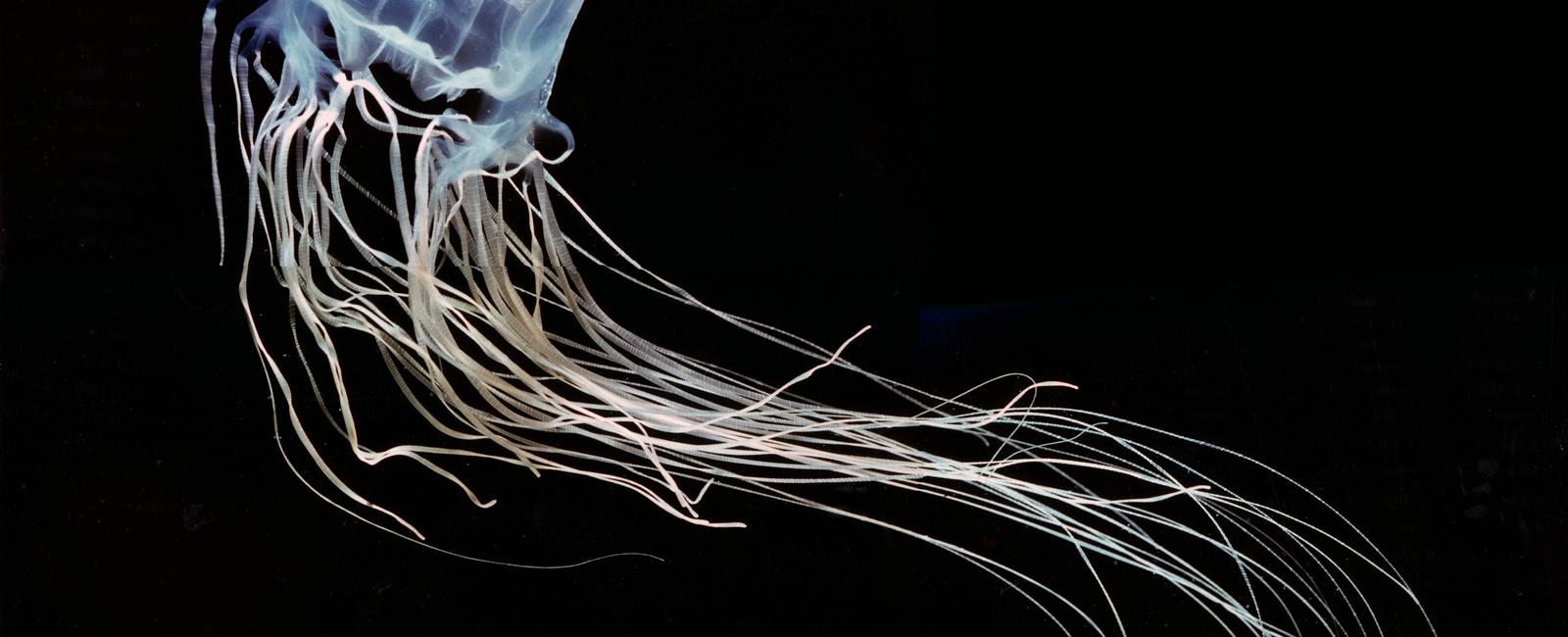 Australia is home to the australian box jellyfish the most venomous marine animal in the world