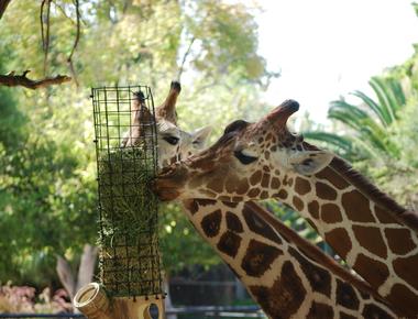 Giraffes spend most of the day eating they eat an average of 16 20 hours per day eating but only sleep about 5 30 minutes in 24 hours