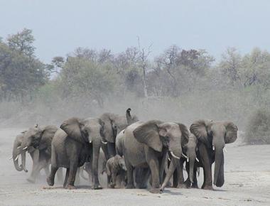 Elephants are scared of bees