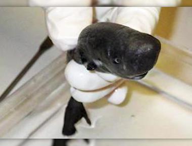 3 new species of deepwater sharks found by scientists near new zealand glow in the dark their green glow or bioluminescence helps other sharks identify each other