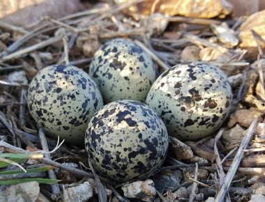 Retired people want these to be large and birds want them to hatch nesteggs