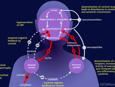 People at an early stage of love have lower levels of serotonin and higher levels of cortisol this is strikingly similar to those people who have ocd which explains why we act so out of character when we fall for someone