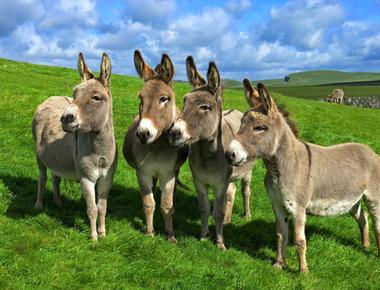 What do you call a group of donkeys a pace