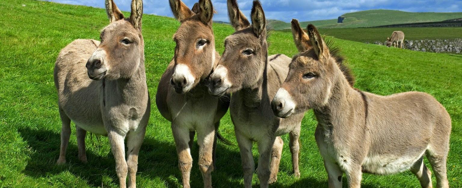 What do you call a group of donkeys a pace