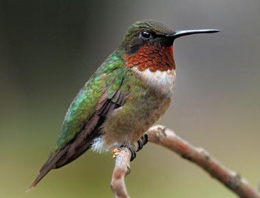 Hummingbirds can t walk