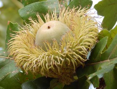 What grows from an acorn oak tree