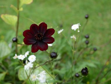 A plant native to mexico has a scent reminiscent of chocolate named cosmos atrosanguineus or chocolate cosmos its dark red to brownish flowers aren t edible