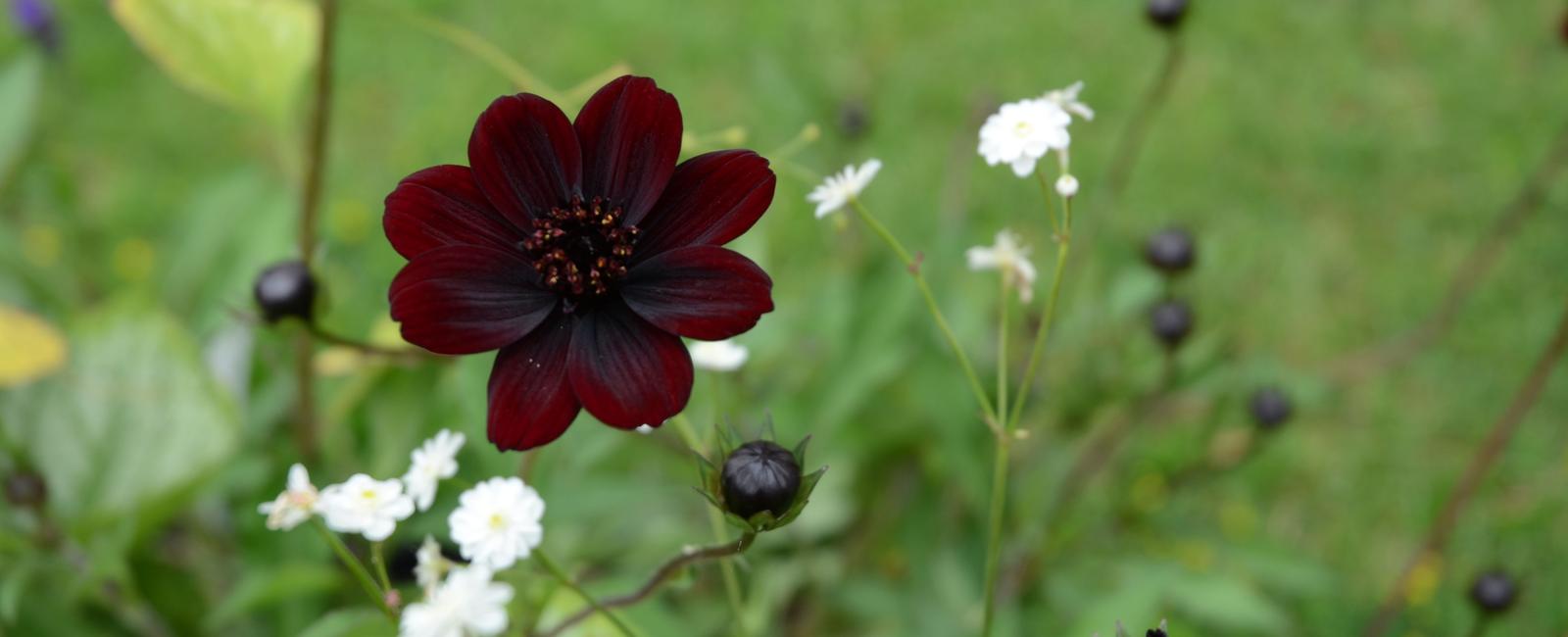 A plant native to mexico has a scent reminiscent of chocolate named cosmos atrosanguineus or chocolate cosmos its dark red to brownish flowers aren t edible