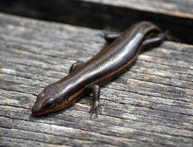 What type of animal is a skink a lizard