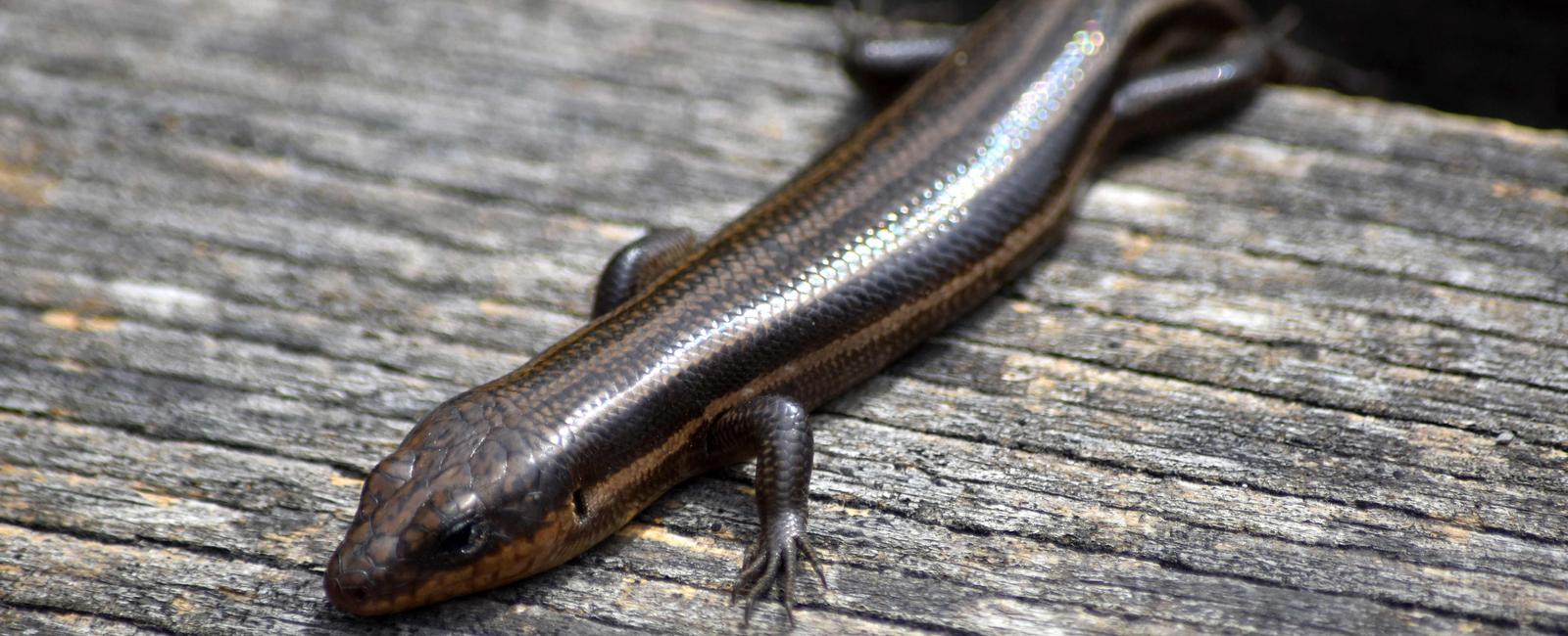 What type of animal is a skink a lizard