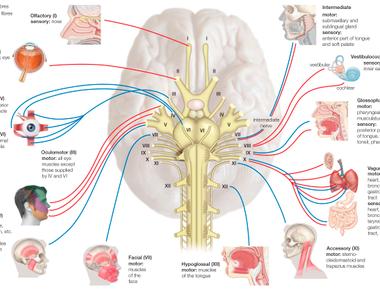 Information zooms along nerves at about 400kmph