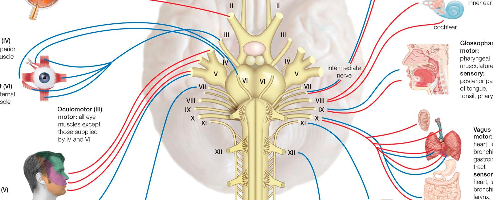 Information zooms along nerves at about 400kmph