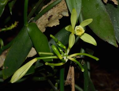 There is no such thing as vanilla beans the vanilla planifolia orchid has pods sometimes called vanilla beans that produce the flavor however the pods are closer to corn than beans