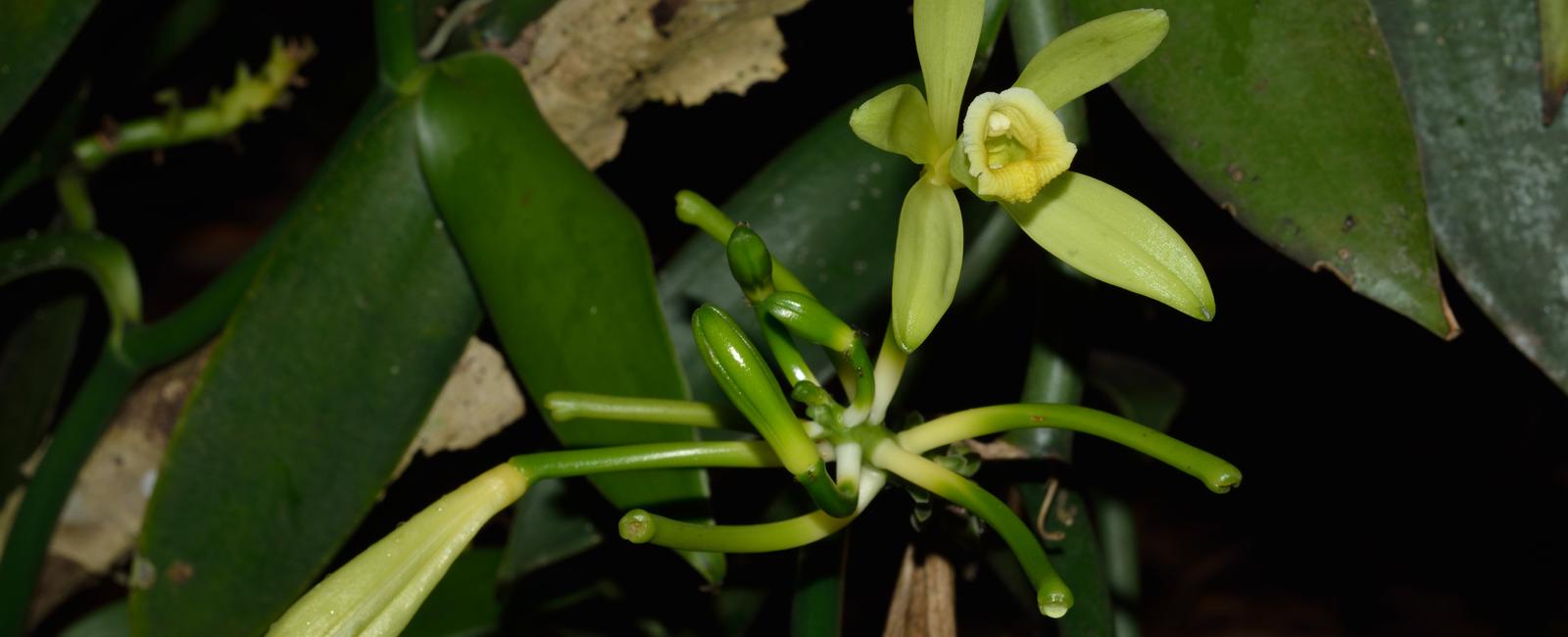 There is no such thing as vanilla beans the vanilla planifolia orchid has pods sometimes called vanilla beans that produce the flavor however the pods are closer to corn than beans