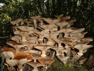 The biggest living organism in the world is armillaria ostoyae which grows in malheur oregon u s its size is more than 2 174 acres and its age is around 2 400 years