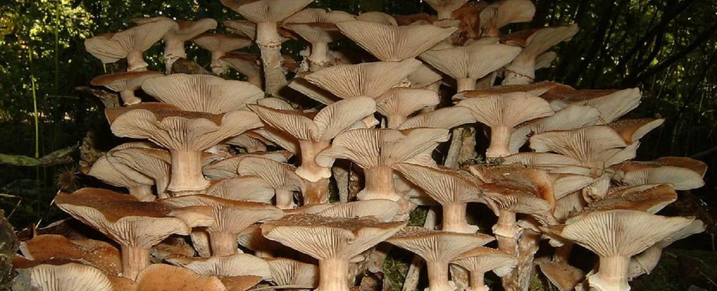 The biggest living organism in the world is armillaria ostoyae which grows in malheur oregon u s its size is more than 2 174 acres and its age is around 2 400 years