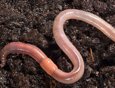 Slithery critters with a taste for dirt earthworm