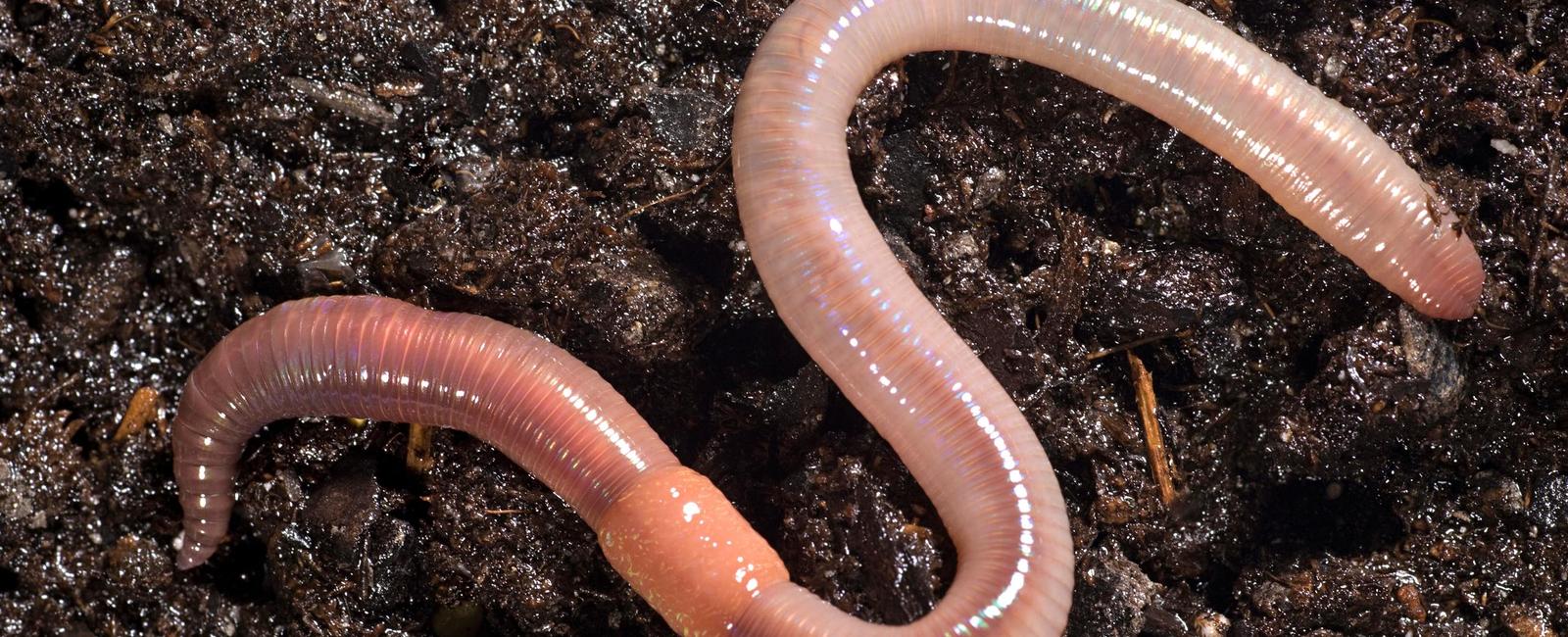 Slithery critters with a taste for dirt earthworm