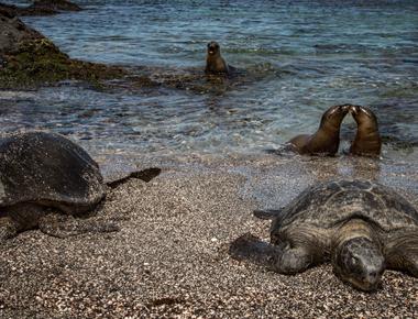 The gal pagos islands are considered a living laboratory for scientists due to the high concentration of unique plants and animals found there