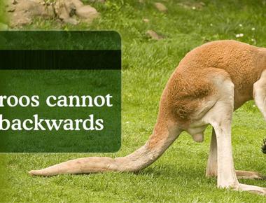 Emus and kangaroos cannot walk backwards and are on the australian coat of arms for that reason