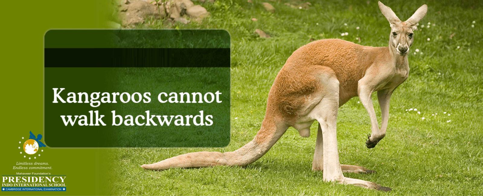 Emus and kangaroos cannot walk backwards and are on the australian coat of arms for that reason