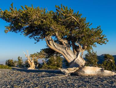 Trees typically live between 100 to a few thousand years the oldest tree species on the earth is the pinus longaeva or great basin bristlecone pine which is more than 5 000 years old