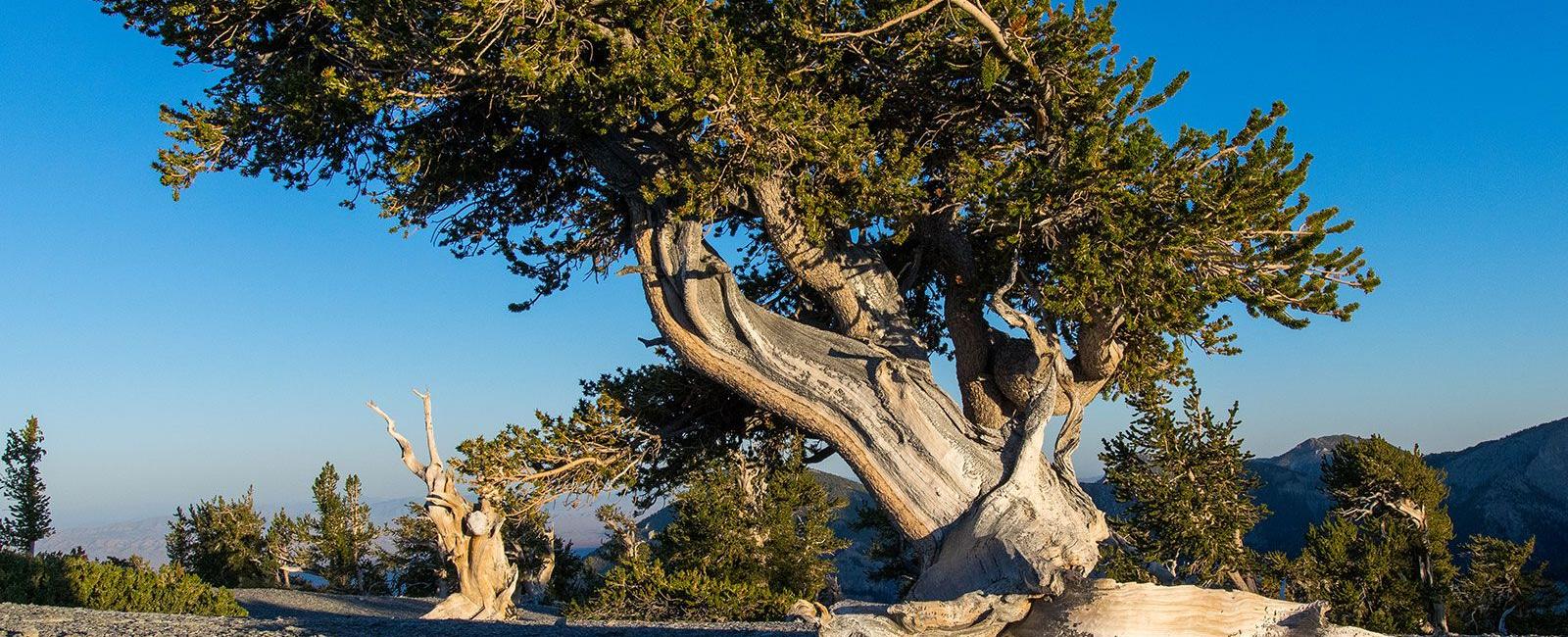 Trees typically live between 100 to a few thousand years the oldest tree species on the earth is the pinus longaeva or great basin bristlecone pine which is more than 5 000 years old