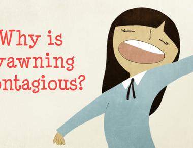 You don t yawn because you re tired science doesn t yet know why yawning occurs in humans and most vertebrate animals a popular guess is it cools the brain