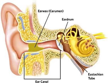 Earwax is a type of sweat made by the ceruminous glands a specialized sweat gland in the outer ear canal it has bits of dead skin cells hair and oily build up too