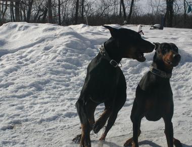 What nation s military attached dynamite packs to dobermans before sending them into palestinian guerrilla hideouts israel