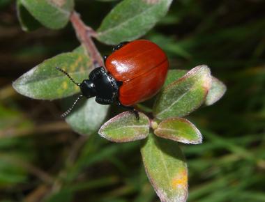 Poplar leaf beetles can taste food even after it has reached their gut and entered their blood