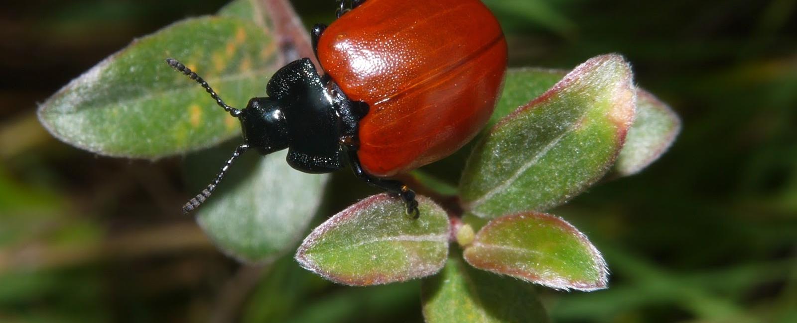 Poplar leaf beetles can taste food even after it has reached their gut and entered their blood