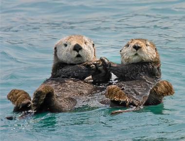 Sea otters can be aggressive killers