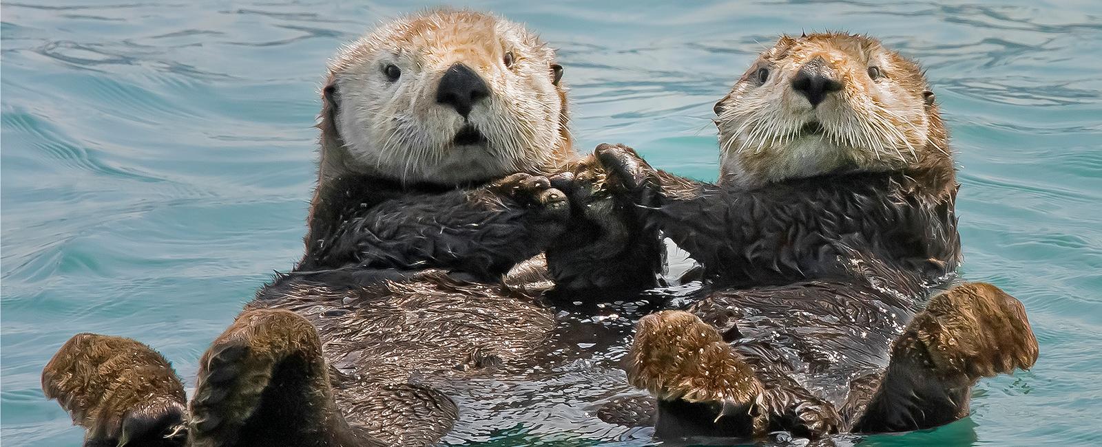 Sea otters can be aggressive killers