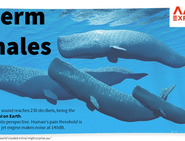 The blue whale can produce sounds up to 188 decibels this is the loudest sound produced by a living animal and has been detected as far away as 530 miles