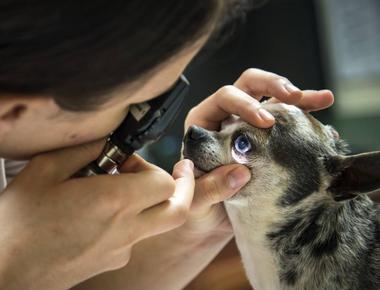 Our dogs may have better eyesight and night vision than us however their eyes contain 1 10 of the cones in the retina that allow humans to see more colors