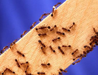 Ants stretch when they wake up in the morning