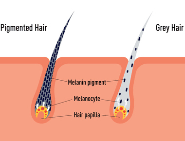 Hair gets its pigment from melanin before birth and human hair color depends on the type amount and distribution of melanin in the middle layer of the hair shaft