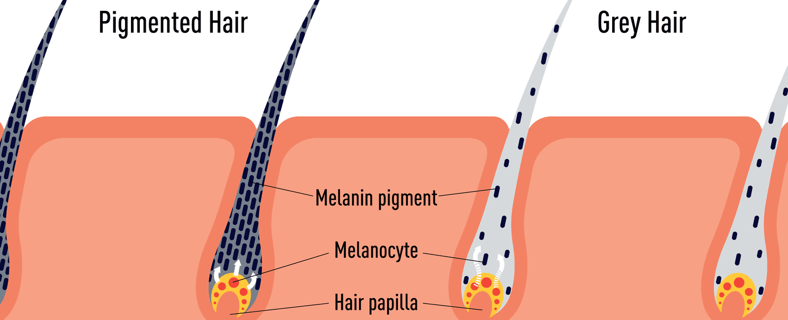 Hair gets its pigment from melanin before birth and human hair color depends on the type amount and distribution of melanin in the middle layer of the hair shaft