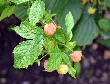 There are over 200 different known species of raspberries