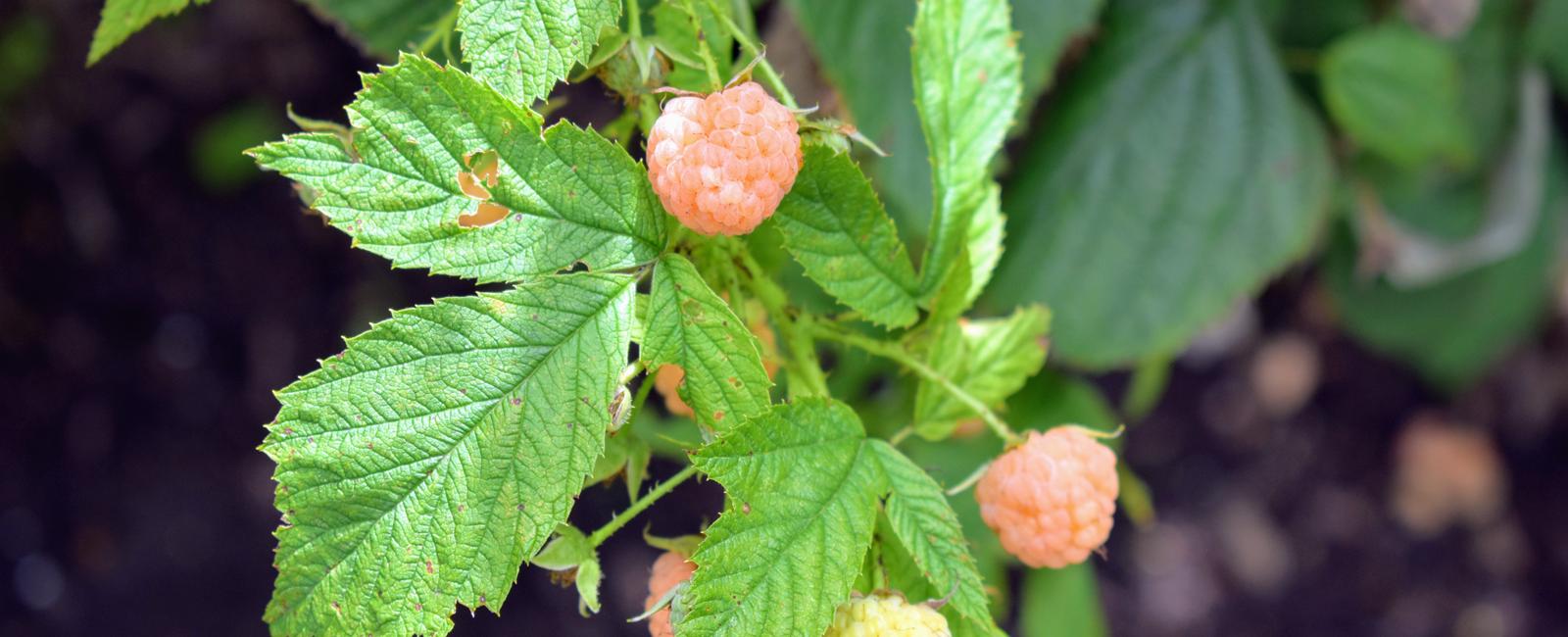 There are over 200 different known species of raspberries