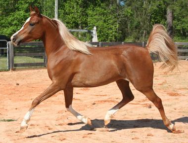 I am a sharp looking horse with a flaxen tail the longer i run the shorter my tail becomes what am i needle