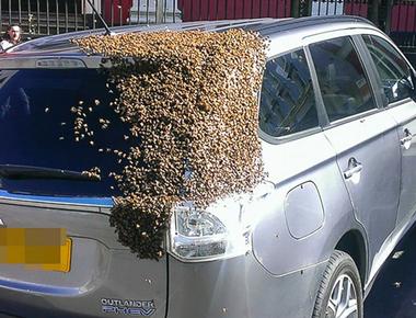 A swarm of 20 000 bees followed a car for two days because their queen was stuck inside