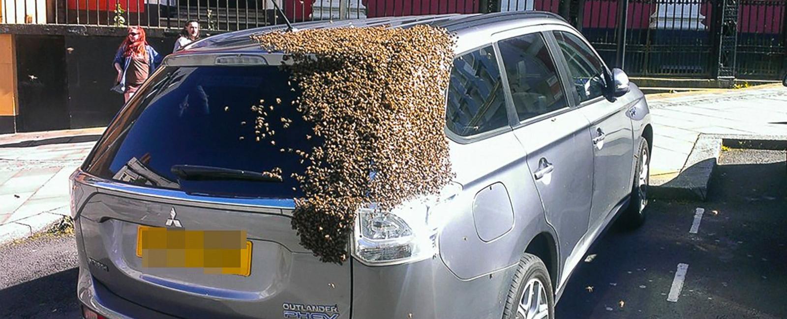 A swarm of 20 000 bees followed a car for two days because their queen was stuck inside