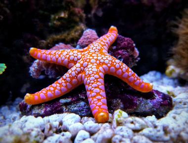 Starfish like many radially symmetric animals do not have brains