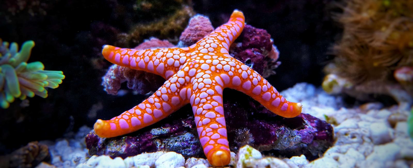 Starfish like many radially symmetric animals do not have brains