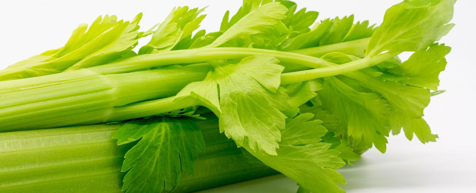 Chewing celery makes men more attractive to women it activates sex pheromones in men s sweat that send the correct scents and signals making them immediately irresistible